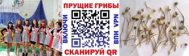 наркотики Кондрово KRAKEN сайт Псилоцибиновые грибы мухоморы
